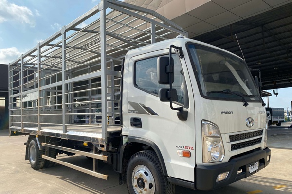 Xe tải Hyundai chở gia súc