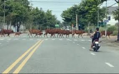 GẶP ĐỘNG VẬT BĂNG QUA ĐƯỜNG – NÊN ĐÁNH LÁI HAY PHANH?